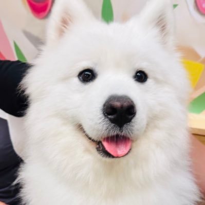 わんこ好きなのんびり主婦です🐶💛フォロバ100%💖お得なセールで買い物したり、プチプラアイテム探しが大好きです☺️わんこ好きさん、買い物好きさん、仲良くしてくださいね✨