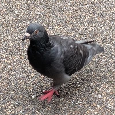 _anbela's profile picture. 21