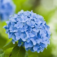 Hortensia (@hortensia380668) 's Twitter Profile