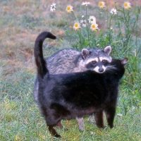 👹!!! (@manudib2) 's Twitter Profile