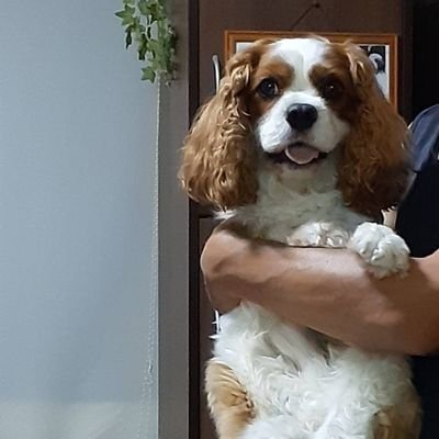 mafia0129's profile picture. 🐶2018.3.31生まれ
(愛犬)(キャバリア)飼ってます(2025.4.14)🐶心臓病(僧帽弁閉鎖不全症ステージC)
発症 (2025.5.29)♡手術

🎧音楽🎧
💃🕺ダンス系中心で　Live配信たまにやってまぁ〜す！チャンネル登録は↓↓↓〜🙏🙏🙏