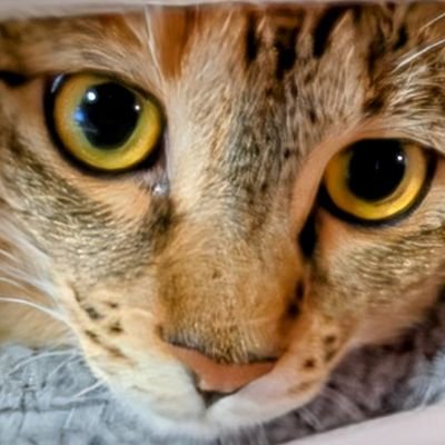 水分取れさんのプロフィール画像