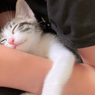 *´∀｀猫缶にゃさんのプロフィール画像