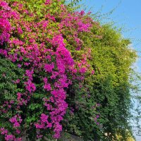 تُورمَالِين (@kimjira1447) 's Twitter Profile