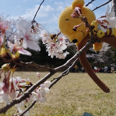 SuChorus's profile picture. 向陽国際 合唱 軽音 放送