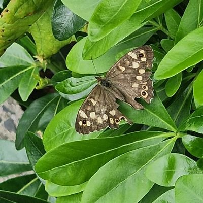 StonedAlone6's profile picture. 