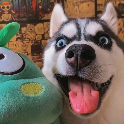 Huskie|Bird🕊️さんのプロフィール画像