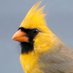 Golden Cardinal (@cardinalofgold) Twitter profile photo Golden Cardinal (@cardinalofgold) Twitter profile photo