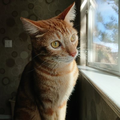 dad. i like cats, music, video games, guns, freedom and cats. i do infosec and network things whether i like it or not.