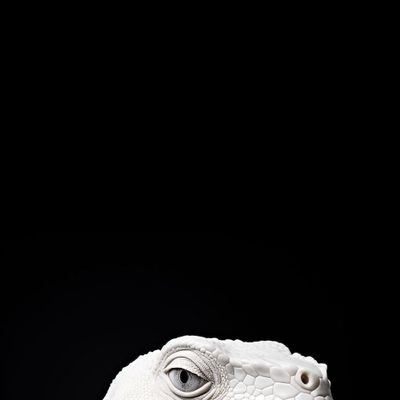 BR2773's profile picture. Jiu-jitsu 🤘🏼🇧🇷💪🏼