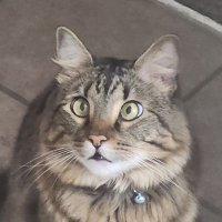 CATSOSKE (@catsoske) 's Twitter Profile