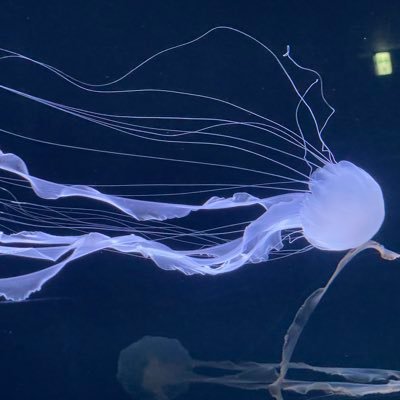 kuragekurara3's profile picture. グラブルＶＳのんびりやってく格ゲー初心者です。お姉ちゃん可愛い