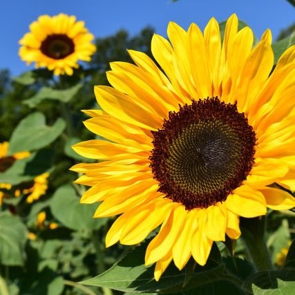 sra_coerencia's profile picture. Sou livre pra falar o que penso, ainda !!