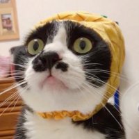 soraco(本物・元垢乗っ取られ中) (@soraco0911) 's Twitter Profile