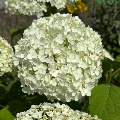 kyotosakuraga's profile picture. 