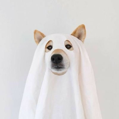 pcchdj's profile picture. 2000