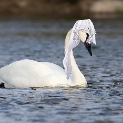 SusieSwan5769's profile picture. The best Swan vtuber on the scene. I'm going to be taking the Quailington estate soon.  Arranged wife of the idiot Quinton Quail