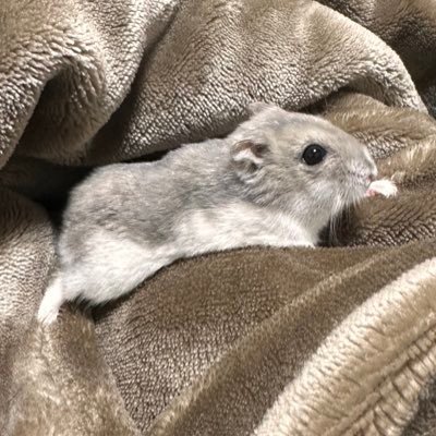 fmfmzool's profile picture. 