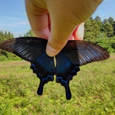 自然が大好きな高一です!主に昆虫中心の投稿をしています!!よろしくお願いします!!Instagramもやっているのでもし良かったらフォローお願いします!!Instagram→ https://t.co/6MxAnZVX2Z