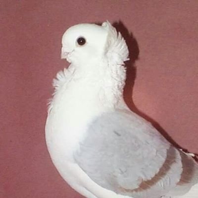 OC loving yumes πΉπ Profile