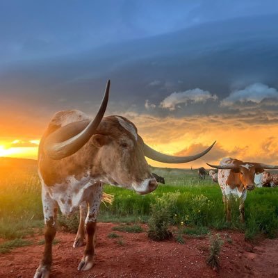 TexOkie2025's profile picture. Pay late models what you owe them! More than sprint cars! Better on track product, better racing, more top drivers and longer races!