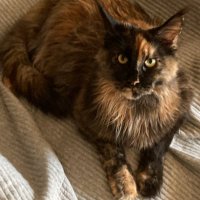 Normandy (@wwiinormandy) 's Twitter Profile