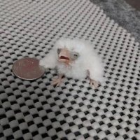 Confusion (@0xconfusion) 's Twitter Profile Photo Confusion (@0xconfusion) 's Twitter Profile Photo
