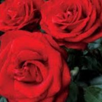 nitesh gupta (@niteshrsgupta) 's Twitter Profile