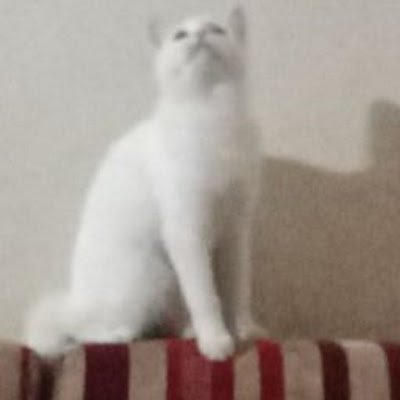 fazli66929's profile picture. 