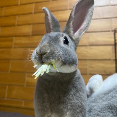 セサミー(うさぎ)と暮らす助産師。笑って、泣いて、たまにチモシー踏んで生きてます🐰
noteでいろいろ書いてます✍️
♯ひとりっ子の独り言