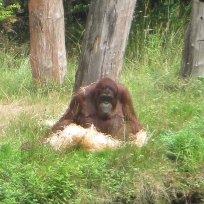 main=@MayonaiseCheese,primate/animal account!! Shaun! 19! History nerd ,Orangutan💗🦧