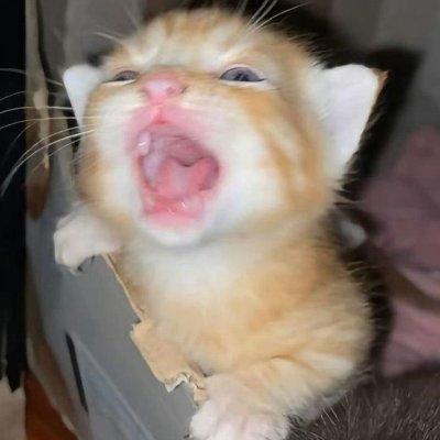 Muffinnheaddm's profile picture. :3