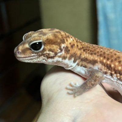 アポロさんのプロフィール画像