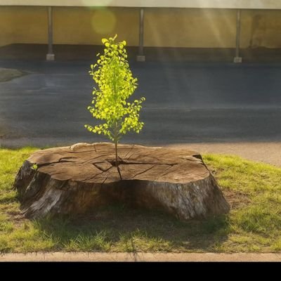 MVandrose20555's profile picture. All about us is all you have known