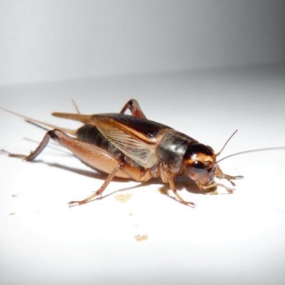 Katydid2006's profile picture. 18歳 トンボとバッタが好きです🦗