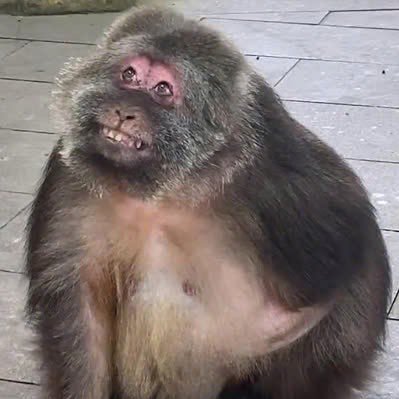 $XING the most influential monkey in the world - CA : 7qDrjF1zkDJA6LombCda3duwC1ABbAYancTiRHZwbonk