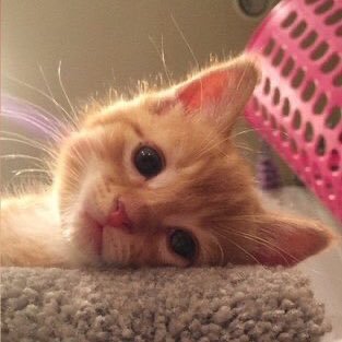 zizkazem01's profile picture. 🧙‍♂️,🛠️🧙‍♂️,🧙‍♂️