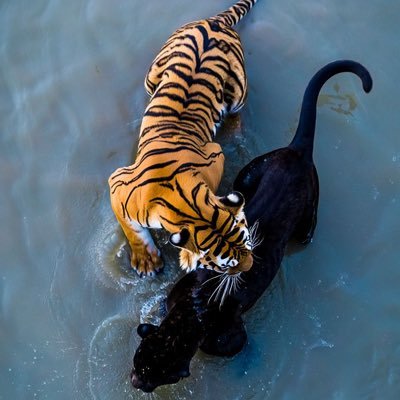 renna_a5190's profile picture. 