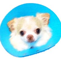 ちいず (@mdms_chii) 's Twitter Profile Photo