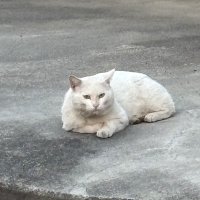 ぬぉぉん (@imfrazzledboy) Twitter profile photo