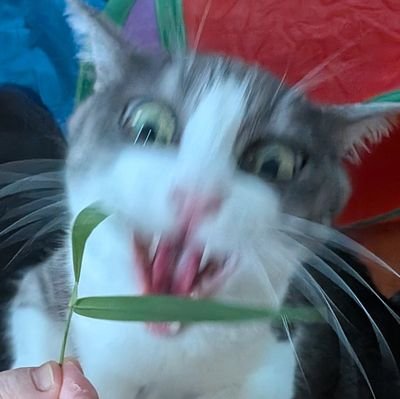 マキネンさんのプロフィール画像