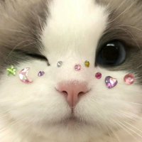 まお (@dorikiri1973) 's Twitter Profile Photo