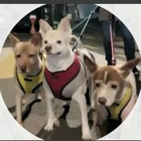 강동구 천사의집 유기동물보호소/메인트 봐주세요🙏 (@angelhouse1004) 's Twitter Profile Photo 강동구 천사의집 유기동물보호소/메인트 봐주세요🙏 (@angelhouse1004) 's Twitter Profile Photo