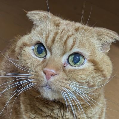 シユさんのプロフィール画像