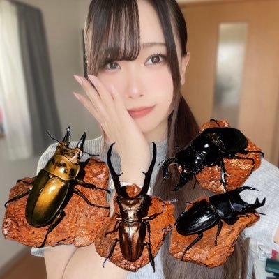 カブクワ飼い始めた23歳女です❣️¦ クワガタメインで飼育、産卵やってます🪲🥚¦初心者🔰で分からないことが多いので沢山教えてくれると助かります🙏🏼なんなら仲良くしてほしいです(ˊ⸝⸝o̴̶̷ ̫ o̴̶̷⸝⸝ˋ)