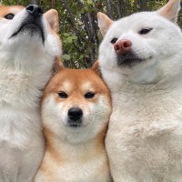 あやね (@hugandlight) 's Twitter Profile