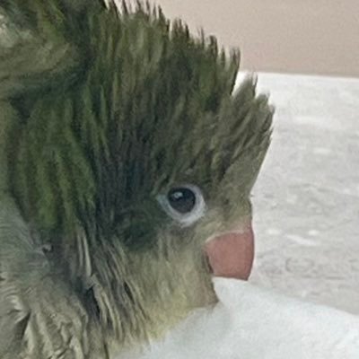 연승༊*·˚さんのプロフィール画像