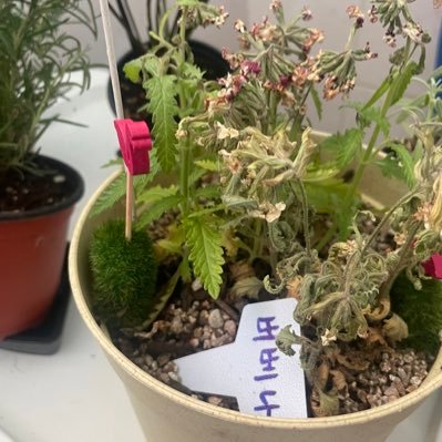 gal_galg's profile picture. 아웅~~ 드뎌 트워터 가입… 나홀로 ㅊㅋㅊㅋ