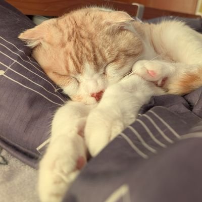 skkd_cos1147's profile picture. 関西 / Cosplay / 20⬆  / 🌈🕒 ▶ 🔫🖤 / 𝑶𝑷 ▶ 🌷 /