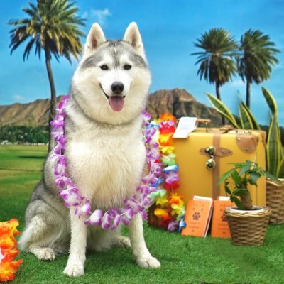 ハッシュ！　かわいいハスキー ハッシュ！ かわいいハスキー